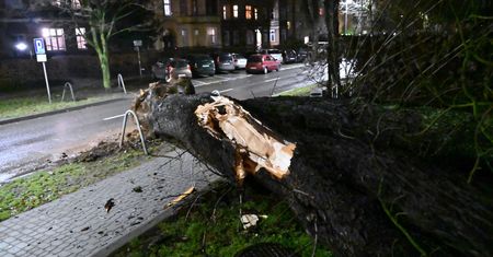 Wichura w Opolu. Złamany konar spadł na kobietę