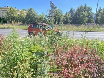 Leszno: Samorząd dostał pieniądze na poprawę zieleni