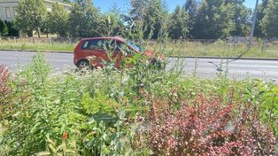Leszno: Samorząd dostał pieniądze na poprawę zieleni