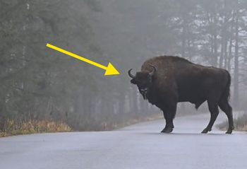 Setki żubrów na drodze. Wymowne zachowanie. Wystarczyło 5 sekund