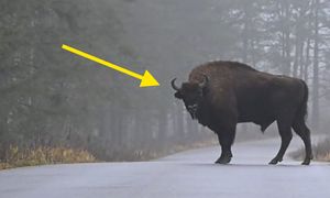 Setki żubrów na drodze. Wymowne zachowanie. Wystarczyło 5 sekund