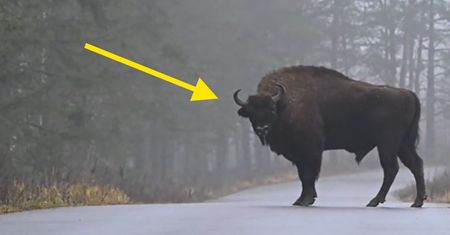 Setki żubrów na drodze. Wymowne zachowanie. Wystarczyło 5 sekund