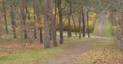 Toruń: Kobiety boją się chodzić przez park przy Bema? Zgłoszenie było, nowe...