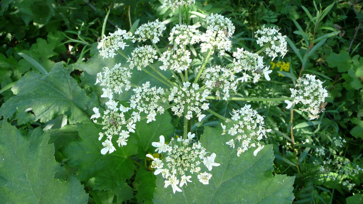 Barszcz sosnowskiego