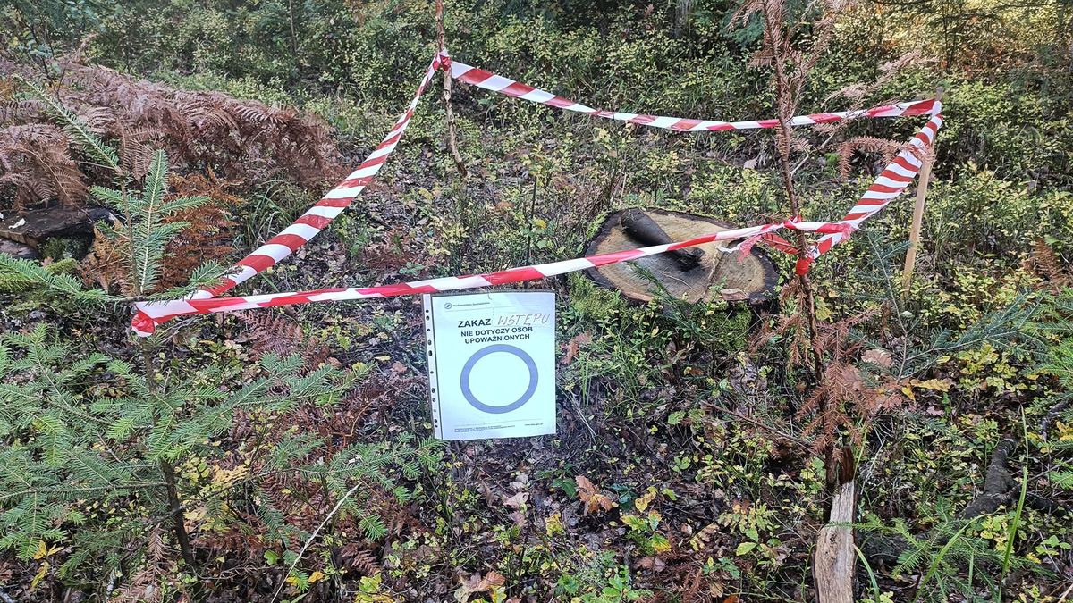 Leśnicy ostrzegają przez zbliżaniem się do niewybuchów 