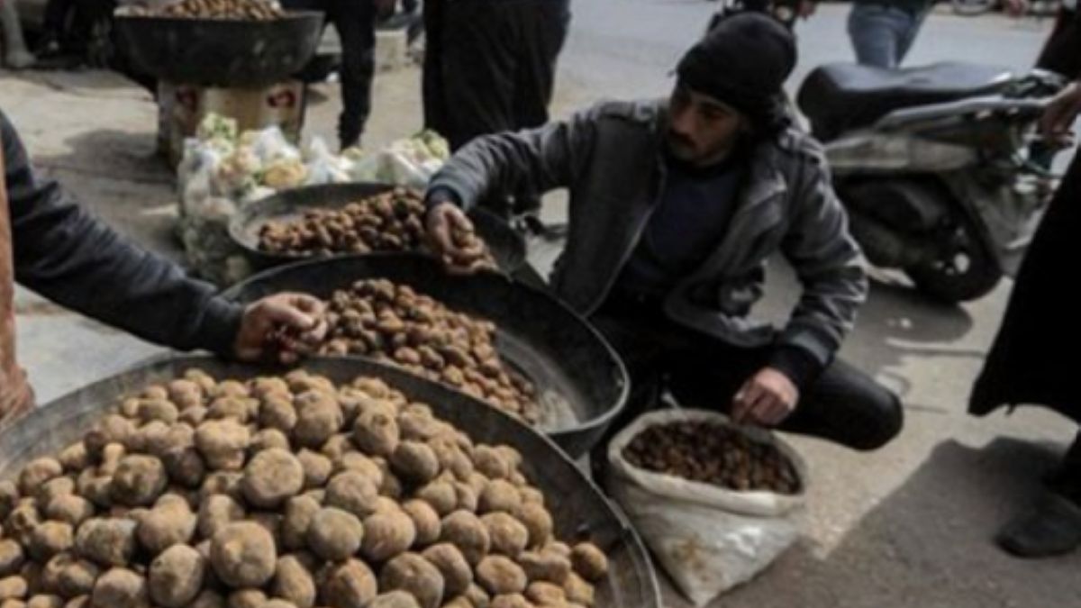 Zbieranie trufli przypłacają życiem