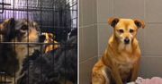 Radom: Ratunek i nadzieja. Sześć psów trafiło pod opiekę Sopotkowa