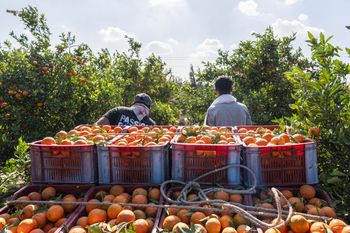 Polacy kochają te cytrusy. Są numerem jeden