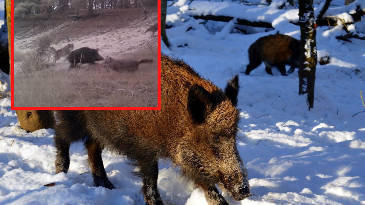 Fotograf uchwycił wyjątkową walkę