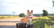 Co zrobić z psem podczas wyjazdu? Poradnik dla właścicieli czworonogów