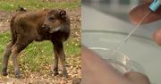"Narodowy skarb" z in vitro. Powstał zarodek żubra z probówki!