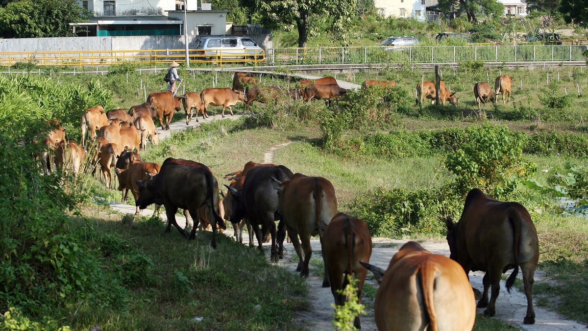 Chiński rolnik stracił 42 krowy w wyniku uderzenia pioruna