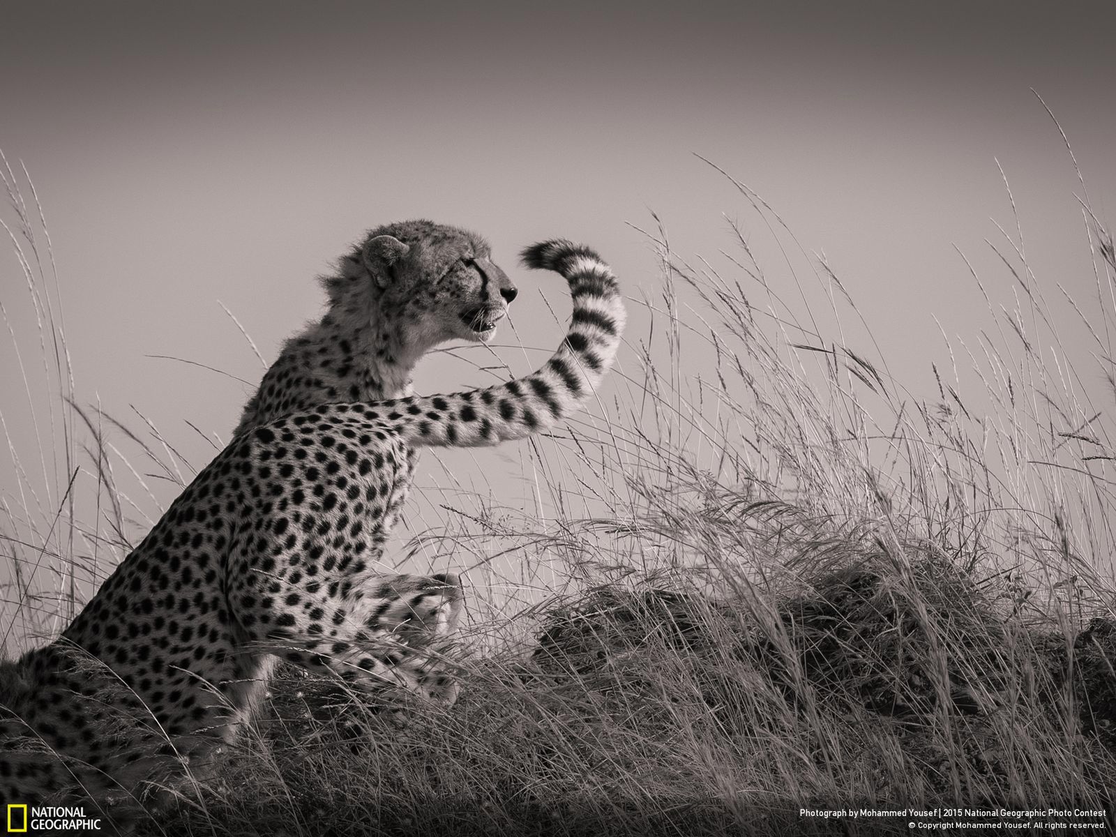Oto zwycięzcy konkursu fotograficznego 2015 National Geographic 6