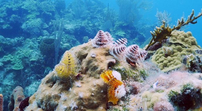 Parki oceaniczne