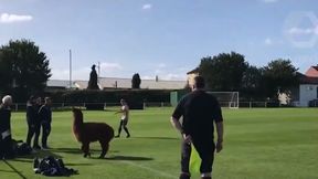 Niespodziewany gość na boisku. Mecz przerwała... alpaka (wideo)