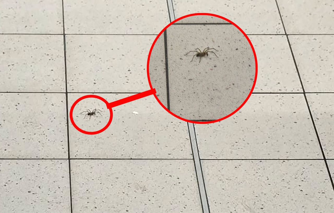 Sceny w Biedronce. Pająk wyszedł spod kas. Nagle zamarli