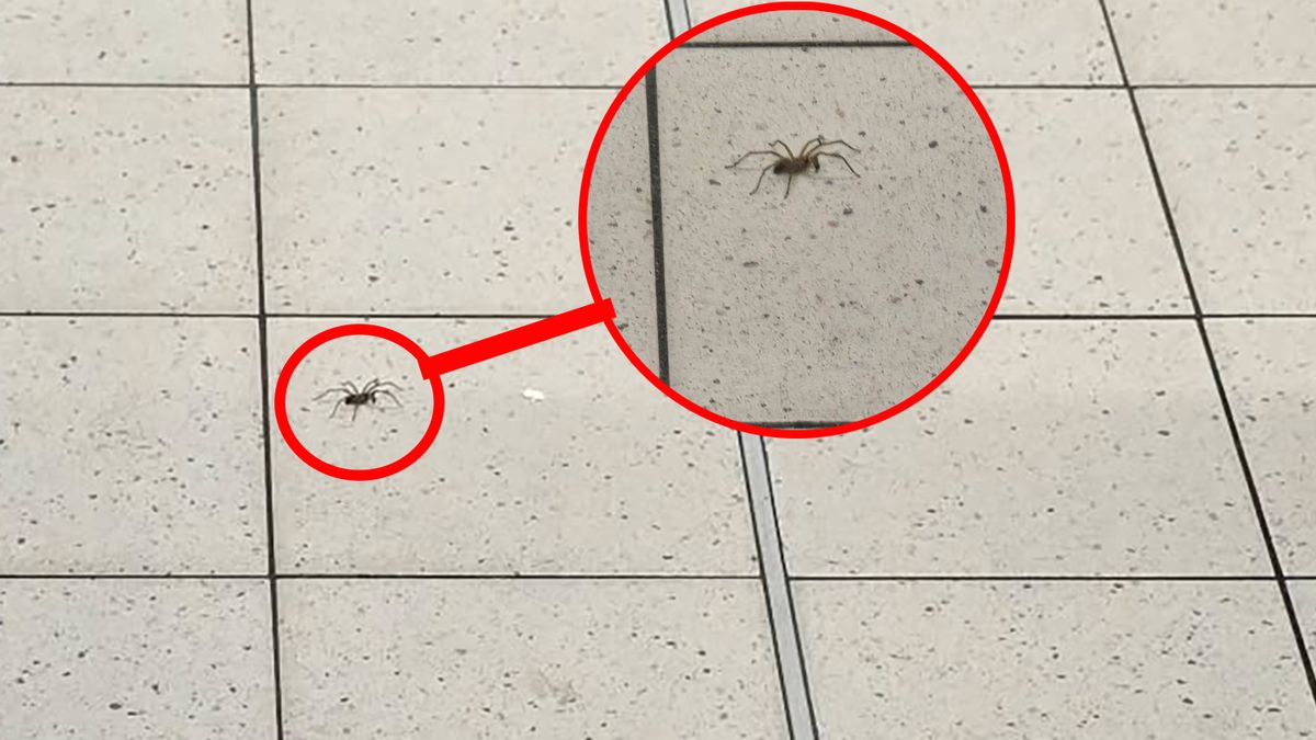 Pająk w Biedronce wywołał ogromną sensację