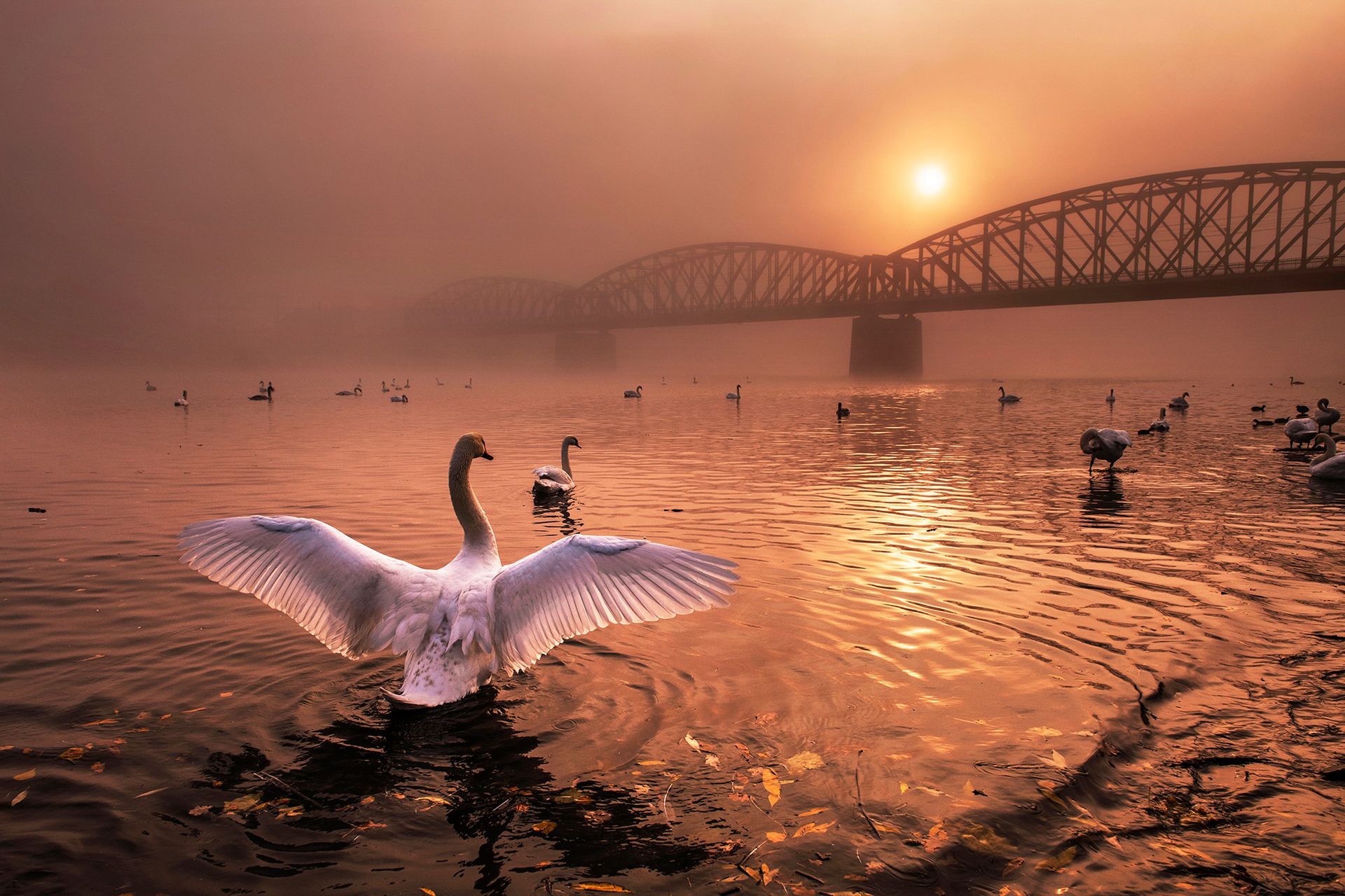 Nature Photographer of the Year 2019: Najpiękniejsze zdjęcia przyrody wybrane 3
