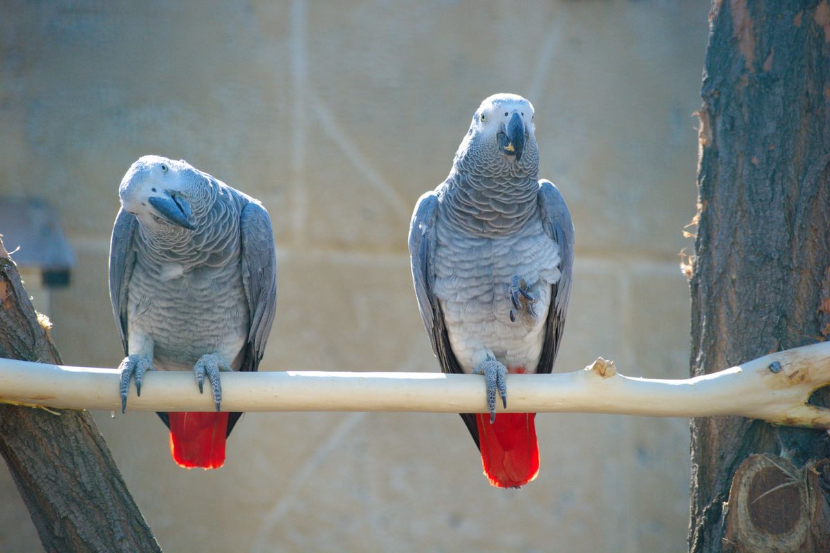 Żako, czyli papuga szara zamieszkuje głównie środkową Afrykę