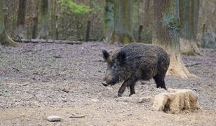 Niemcy. Poszukiwanie dzików chorych na ASF