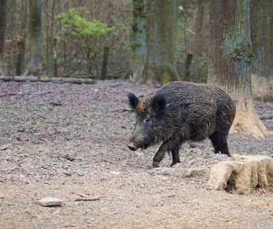 Niemcy. Poszukiwanie dzików chorych na ASF