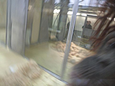 Orangutan fotograf gwiazdą Internetu 3