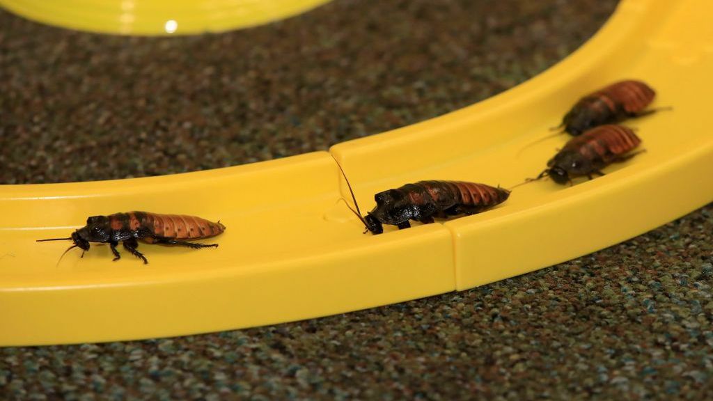 Ursynów walczy z karaluchami