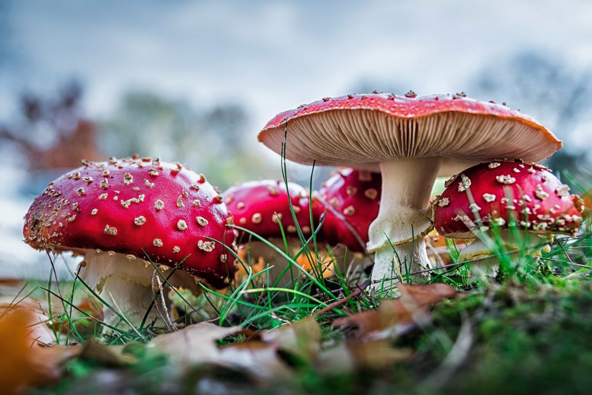 Muchomor czerwony - jeden z trujących grzybów w Polsce