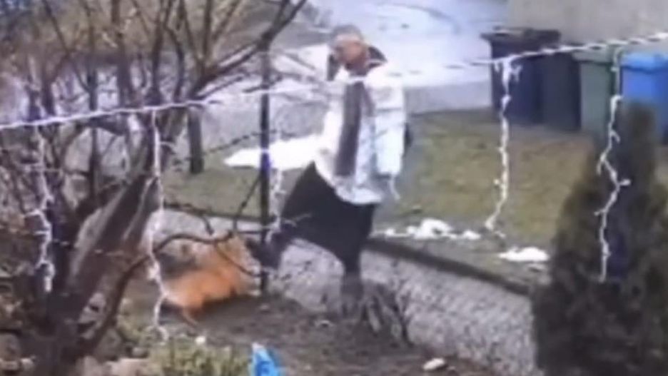 Ksiądz kopał psa