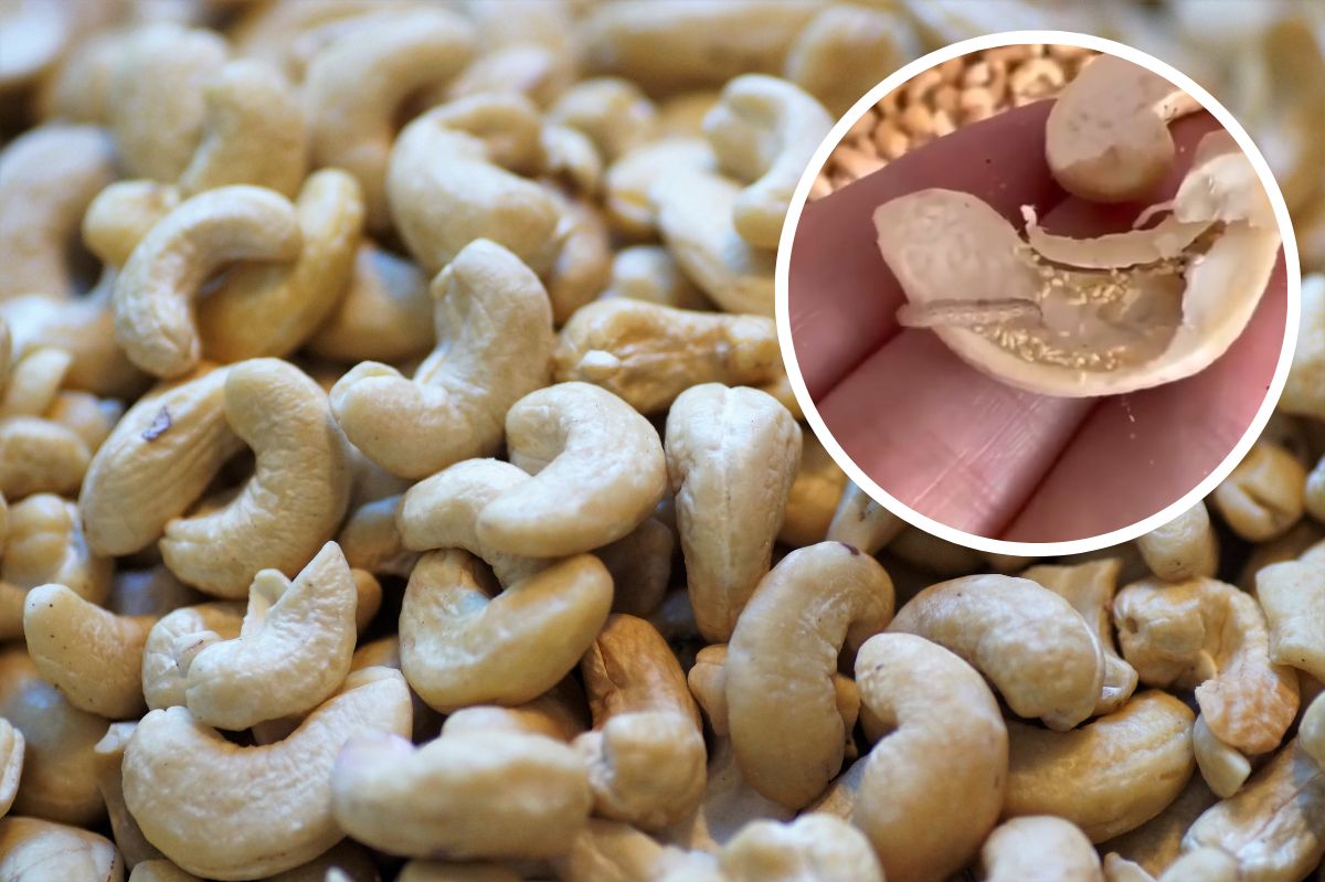 Uninvited guests: What lurks inside your cashew nuts