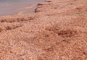 Morze zabarwiło się na czerwono. Miliony martwych krewetek na plaży