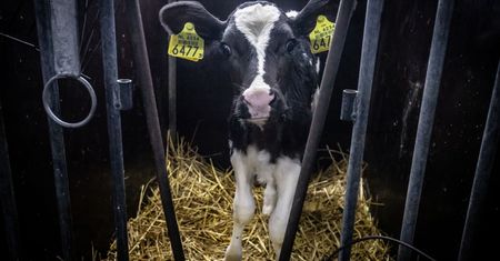 Toalety dla krów rozwiążą problem emisji tlenku azotu? W tym kraju już powstają