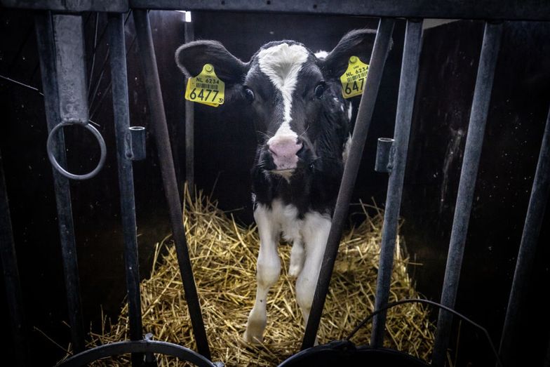 Toalety dla krów rozwiążą problem emisji tlenku azotu? W tym kraju już powstają