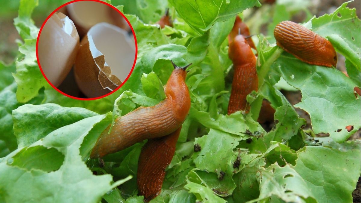 Niezawodna metoda na walkę ze ślimakami