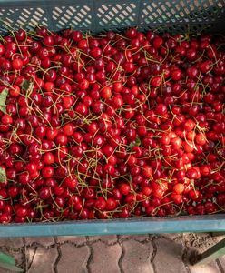 Wzięli pod lupę polskie czereśnie. Tak nas oszukują