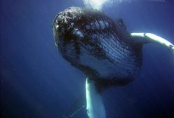 Wymiociny wieloryba warte fortunę. Rybak znalazł je na plaży