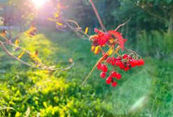 Pogoda. Wrocław. 8 października - jesień atakuje. Nadchodzą przymrozki w nocy