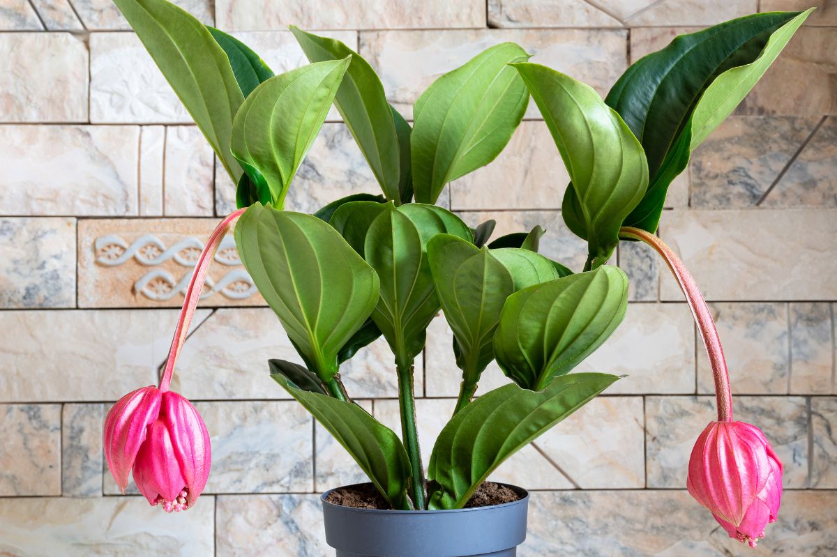 Medinilla wspaniała is known as a botanical jewel from the tropics.