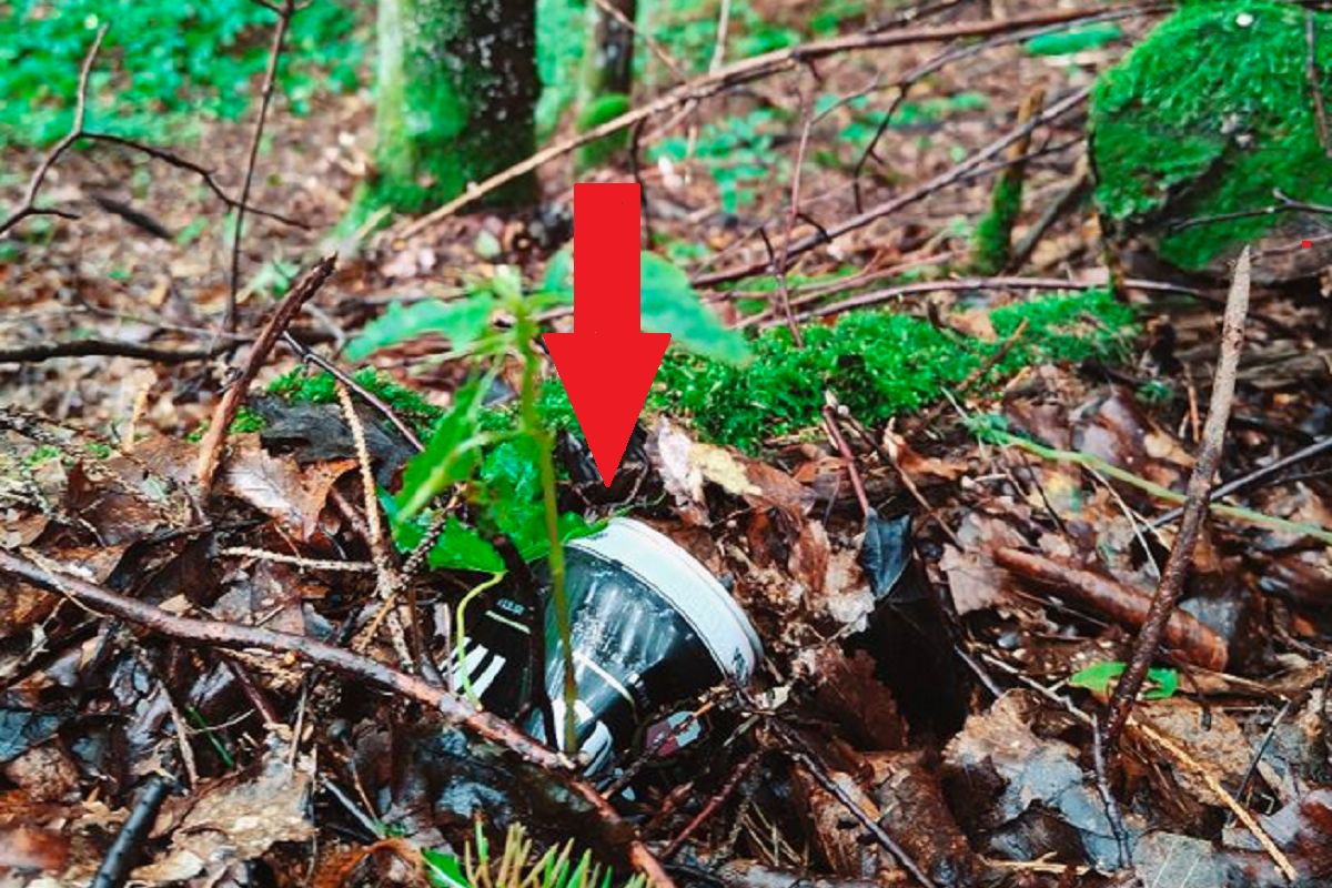 "Boli". Leśnicy pokazali zdjęcie