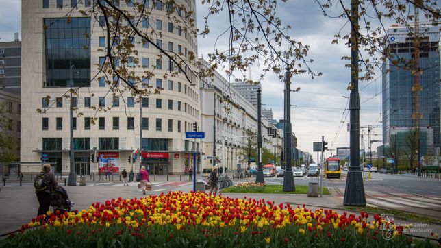 Warszawa w tulipanach. Stolicę zalało morze kwiatów [ZDJĘCIA]