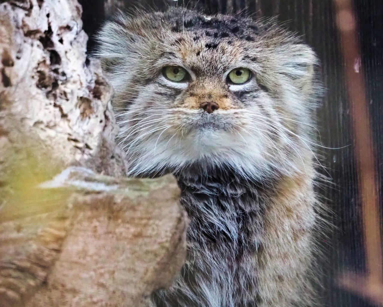 Oto Zwierzak Roku 2025. Jessie podbiła serca internautów