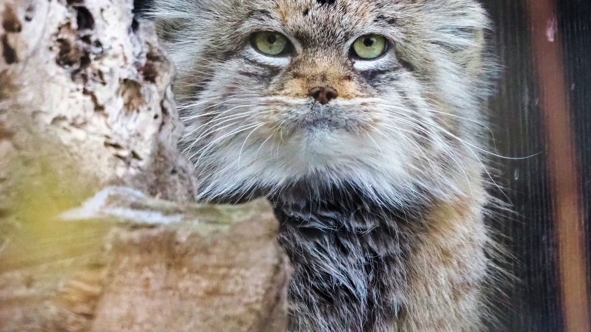 Manulka Jessie zdobyła tytuł Zwierzaka Roku 2025