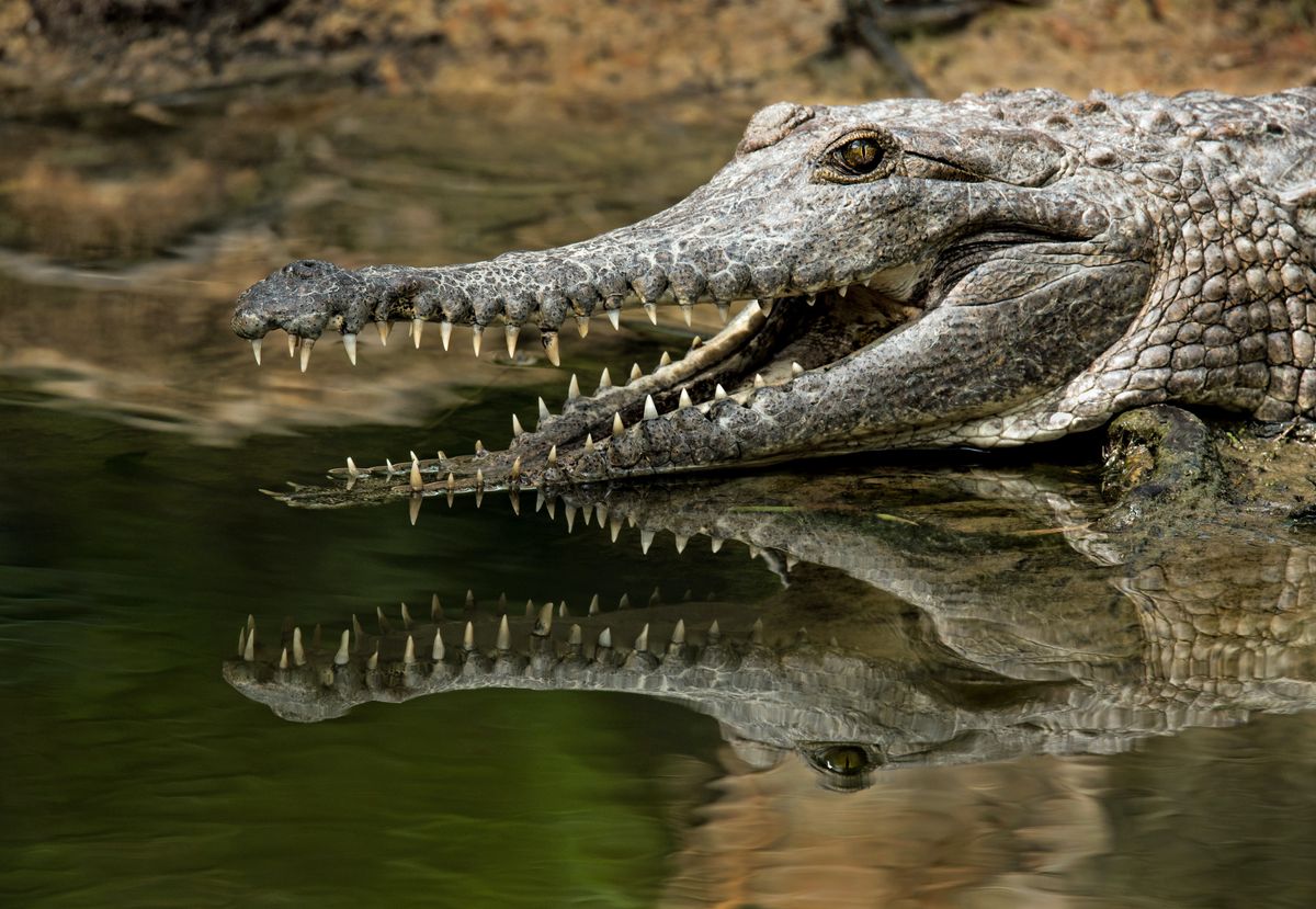 Słodkowodny krokodyl na brzegu rzeki. 