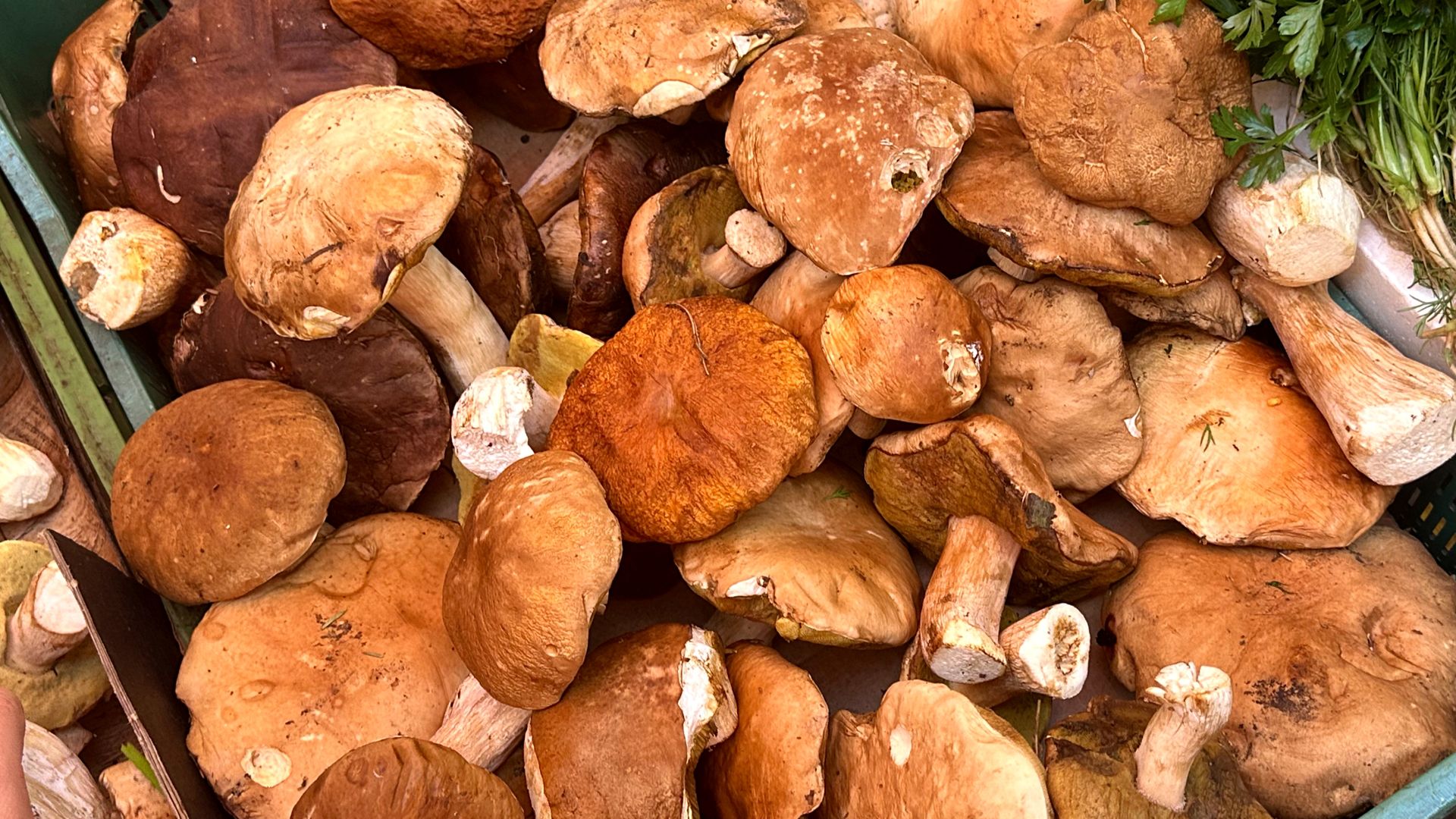 Borowiki są niskokaloryczne, bogate w białko roślinne, dzięki czemu doskonale uzupełniają dietę wegetariańską i wegańską.