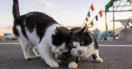 Przezabawne zdjęcia bezdomnych kotów. Ten fotograf wie, gdzie ich szukać