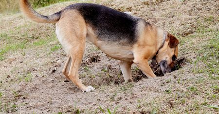 Lekarka weterynarii wyjaśniła, dlaczego psy zakopują jedzenie. Powód daje do myślenia