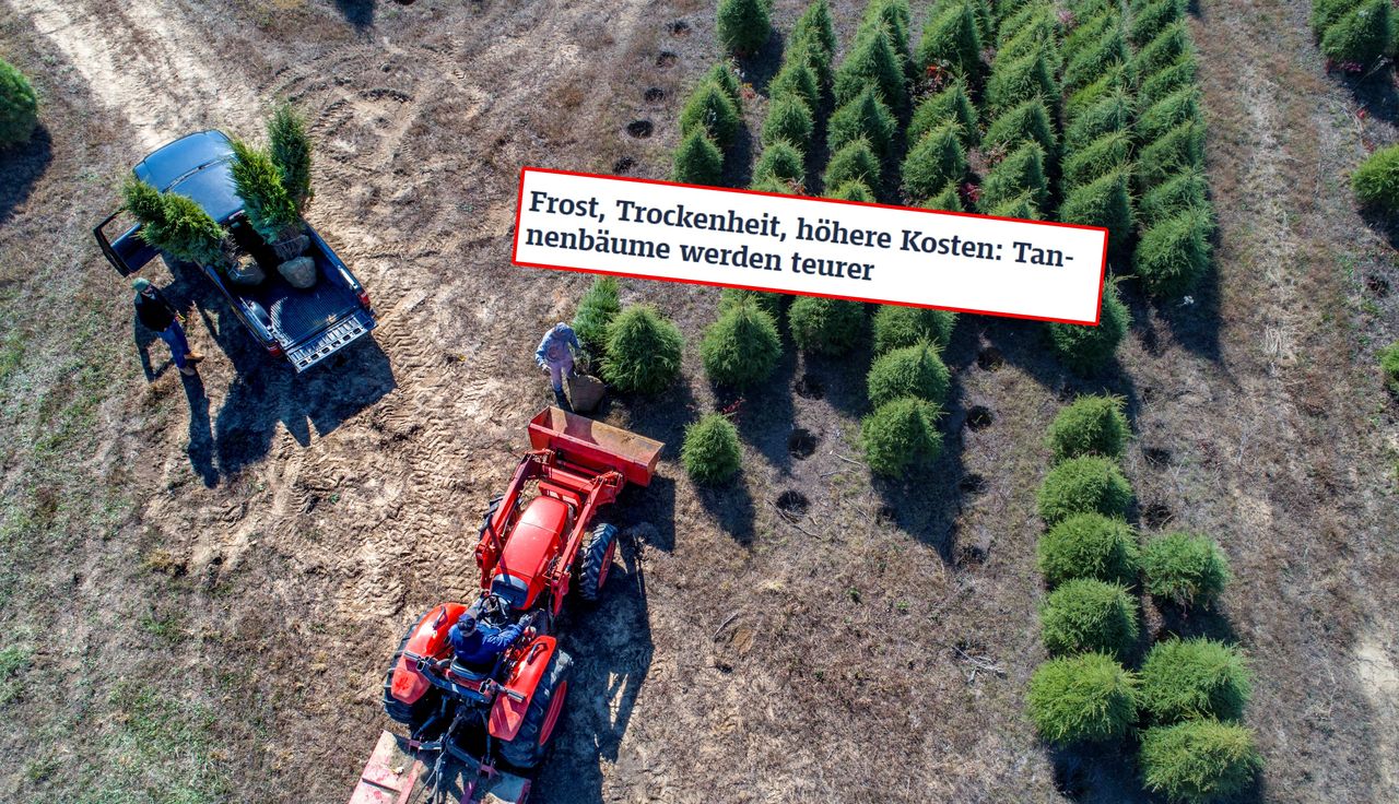 Importują je z Polski. Niemcy biją na alarm przed świętami