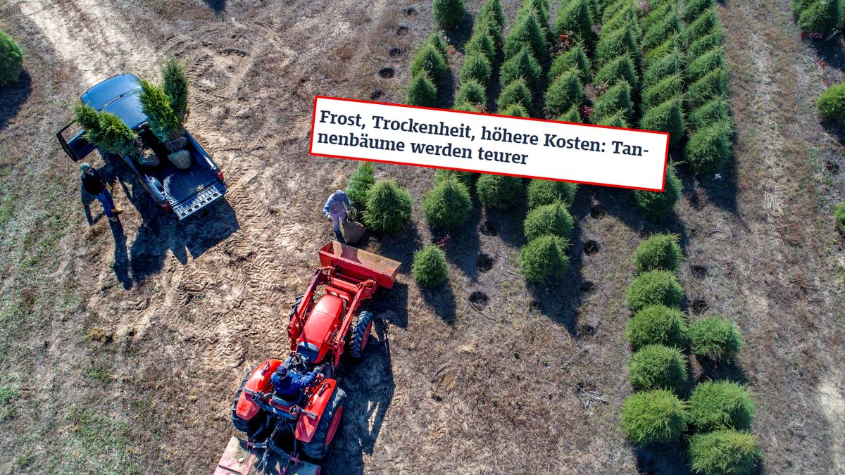 Niemcy alarmują ws. cen choinek.