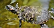 Wysoka nagroda za odnalezienie żółwi