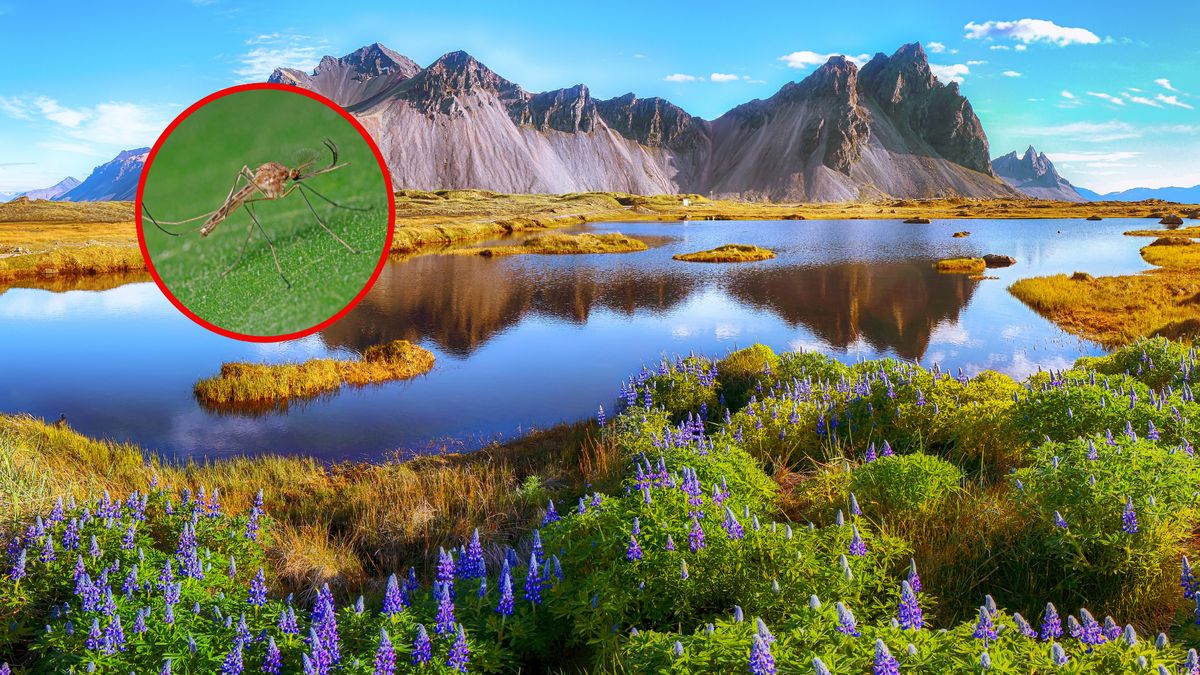 Komary pojawiły się na Islandii 
